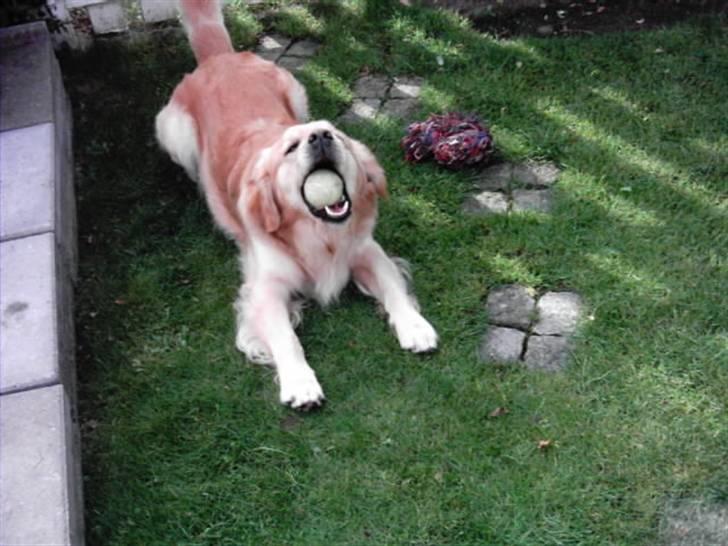 Golden retriever Figo - Det er min bold:) billede 13