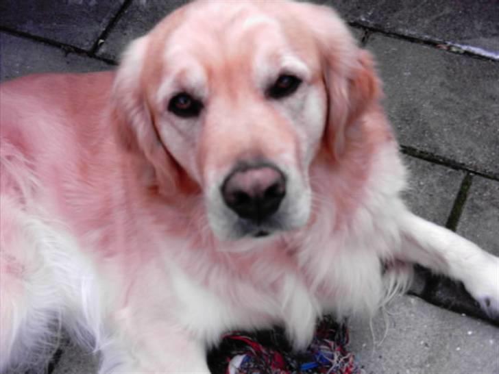 Golden retriever Figo - Dejlige mig;) billede 14