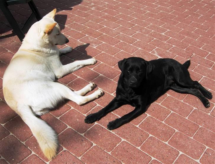 Hvid schæfer Dolly - Jeg nyder solen på terassen sammen med Zita 1 sommeren 2009. billede 12