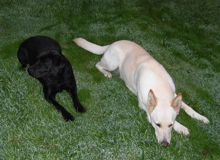 Hvid schæfer Dolly - Så er Dolly 1½ år . billede 13