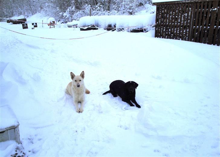 Hvid schæfer Dolly - Dolly og Zita 1 nyder hinandens selskab i sneen jan. 2010. billede 14