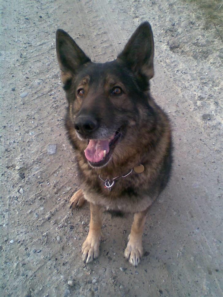 Schæferhund 'Tyson <3  Død:'( - min<33 billede 1