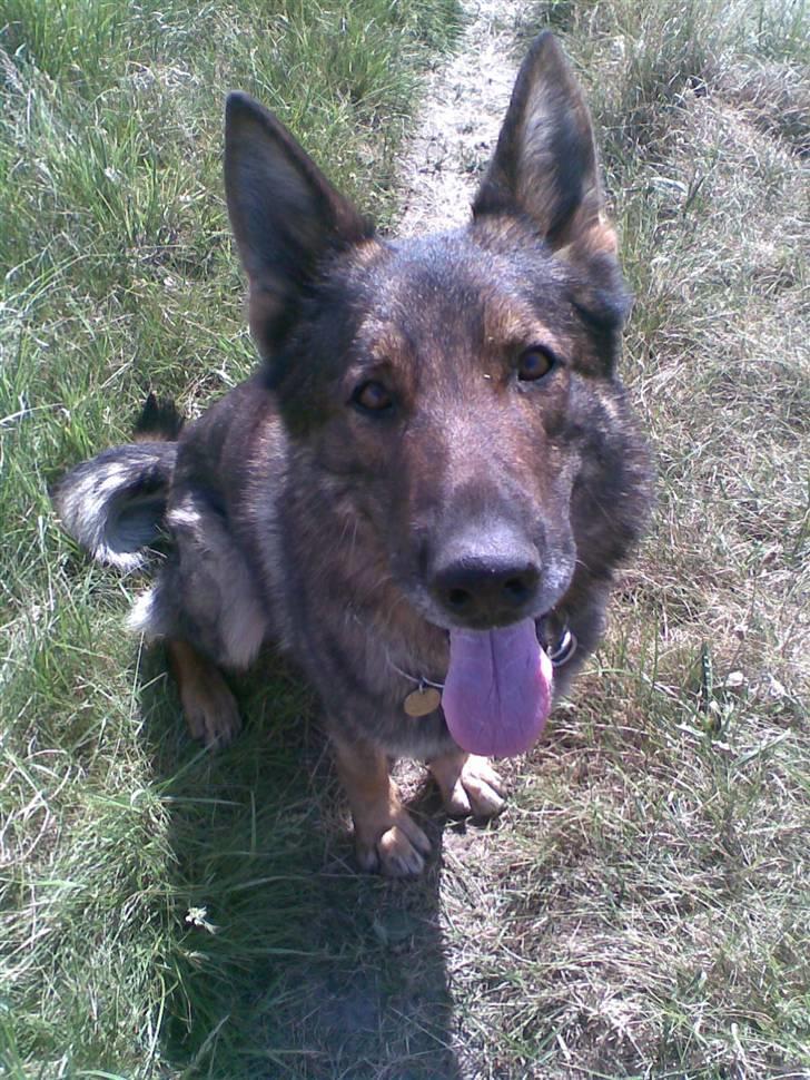 Schæferhund 'Tyson <3  Død:'( - Det første billede jeg tog af ham.. billede 2