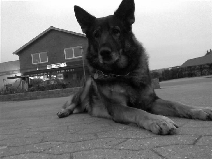 Schæferhund 'Tyson <3  Død:'( - Her vogter jeg!!!;D billede 3