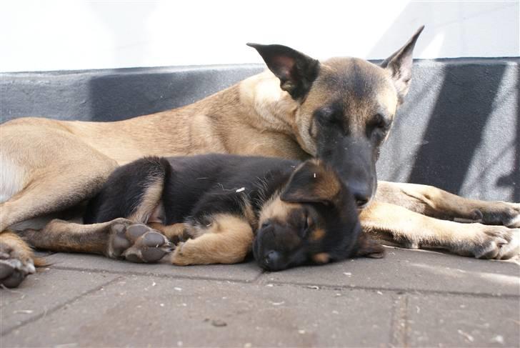 Malinois Crazy billede 6