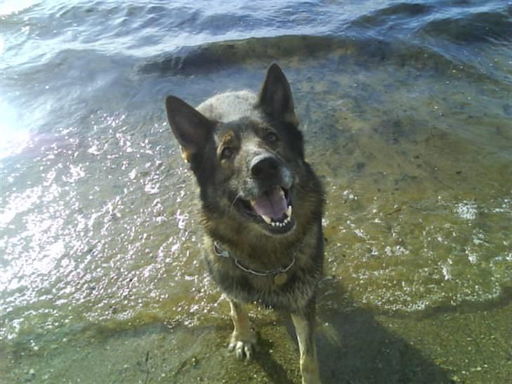 Schæferhund 'Tyson <3  Død:'( - ved fjorden;D billede 4