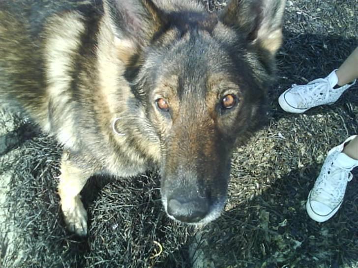 Schæferhund 'Tyson <3  Død:'( - Jeg er mega træt;D skal vi ikk gå hjem.. billede 5