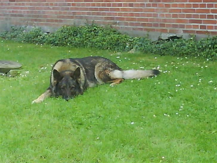 Schæferhund 'Tyson <3  Død:'( - Hjemme i haven;D billede 6