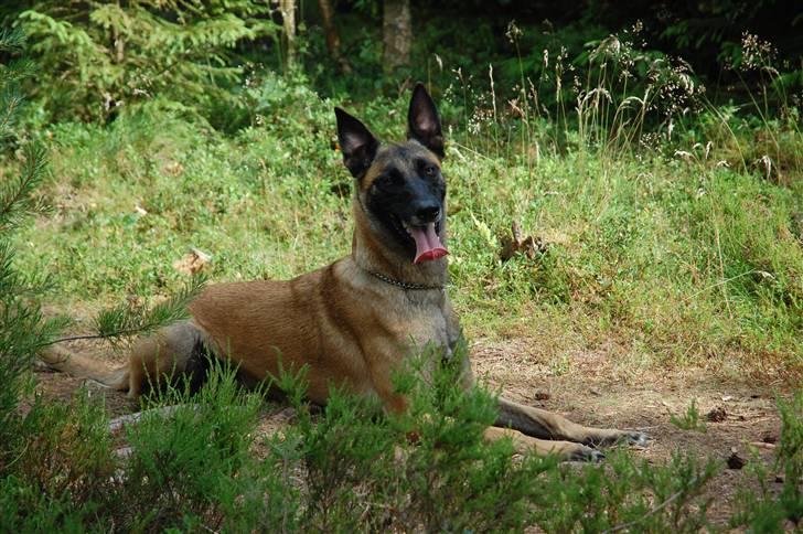 Malinois Crazy billede 7