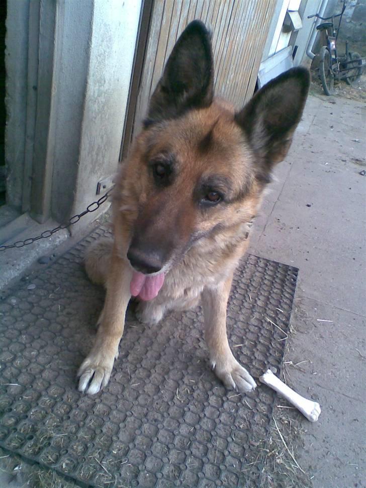 Schæferhund 'King ¤død¤ - Savner dig <3 billede 1