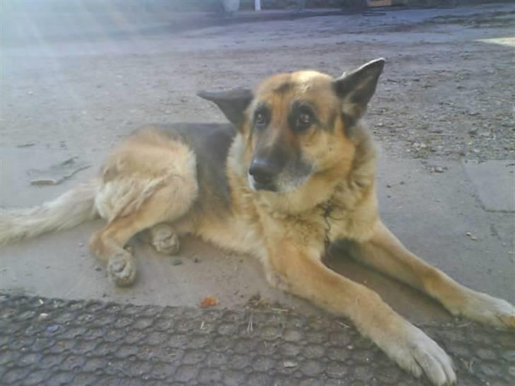 Schæferhund 'King ¤død¤ - Hunde øjne;I nooh  billede 2