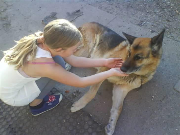 Schæferhund 'King ¤død¤ - Mig der snakker med king:( billede 3