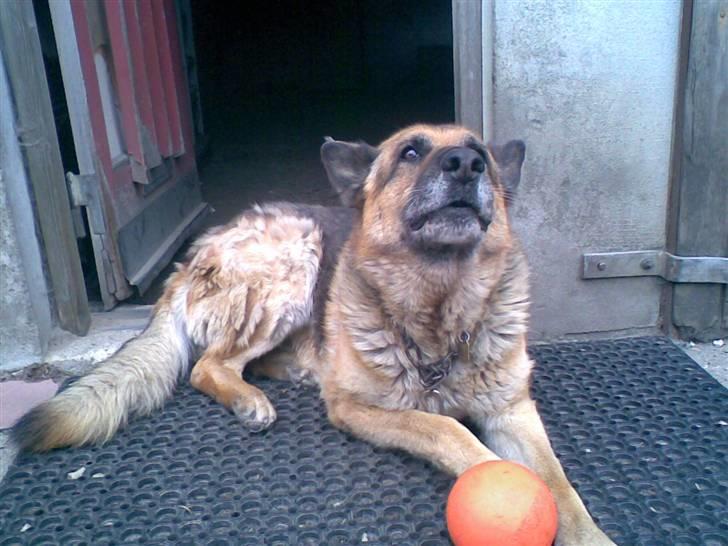 Schæferhund 'King ¤død¤ - Hva kan jeg lugte? gylle=) billede 5