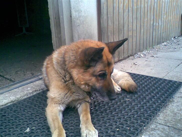 Schæferhund 'King ¤død¤ - Hvem tog min bold? billede 6