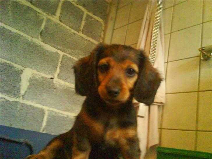 Gravhund Neela - hun var 8 uger dengang billede 1