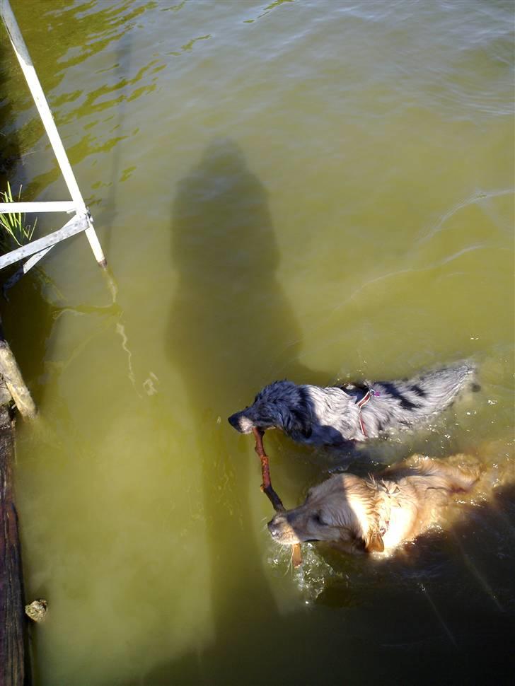 Dansk svensk gaardhund sille himmelhund - elsker bare at svømme rundt  billede 10