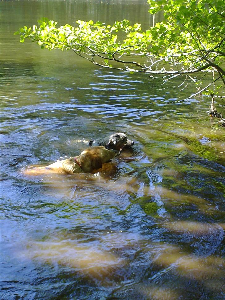 Dansk svensk gaardhund sille himmelhund - nevada ude i harreskoven sammen med min mors hund  billede 11