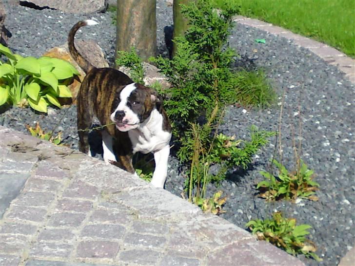 Amerikansk bulldog HardRok'Bull's Bonita RIP - På opdagelse med en pind :D billede 1