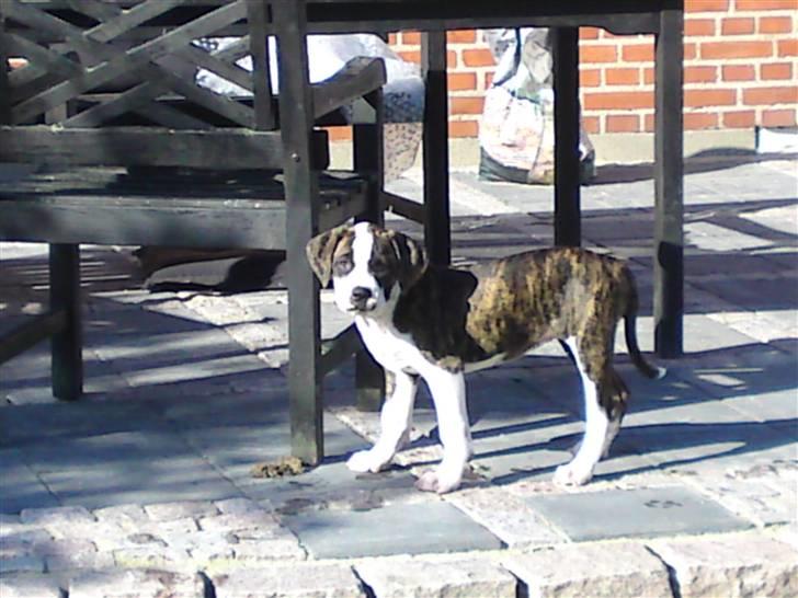 Amerikansk bulldog HardRok'Bull's Bonita RIP - På opdagelse :D billede 2