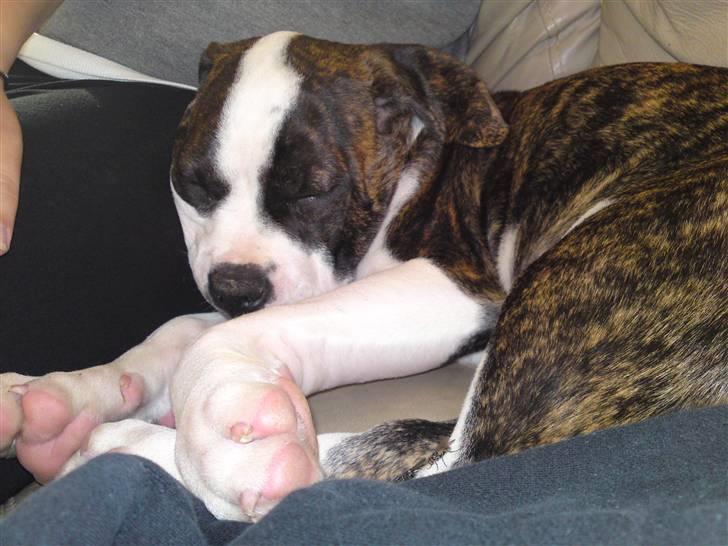 Amerikansk bulldog HardRok'Bull's Bonita RIP billede 3