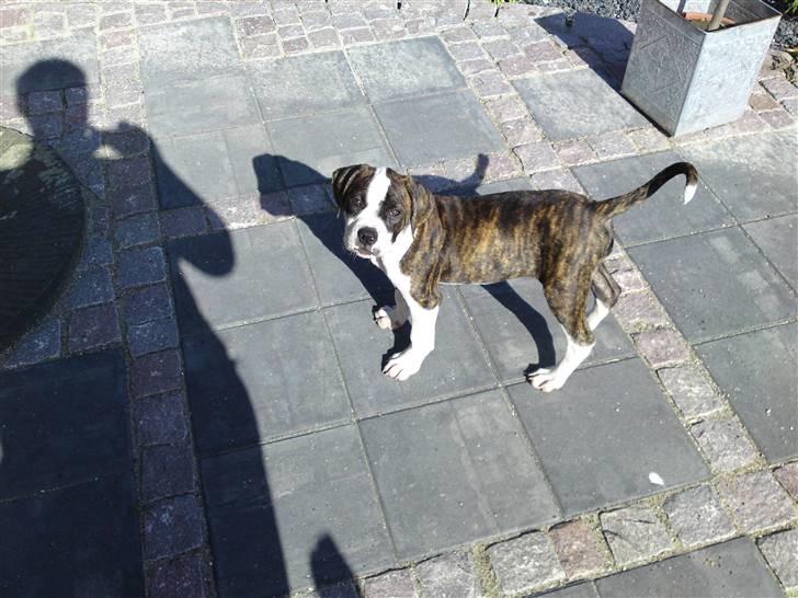 Amerikansk bulldog HardRok'Bull's Bonita RIP billede 4