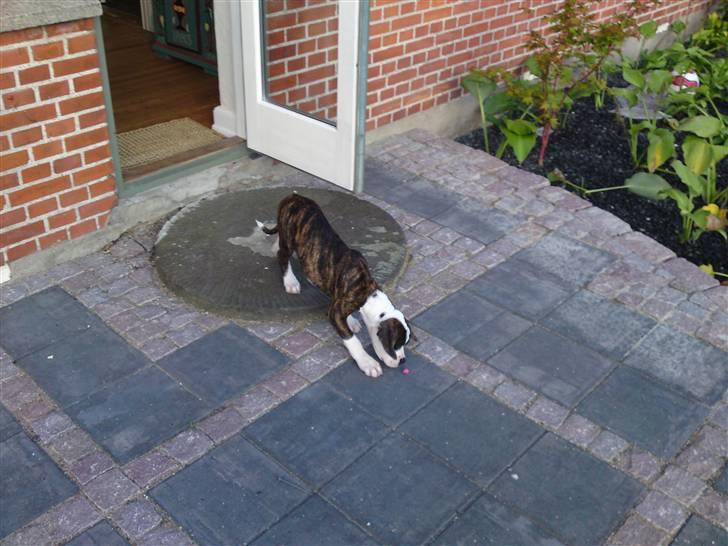 Amerikansk bulldog HardRok'Bull's Bonita RIP billede 5