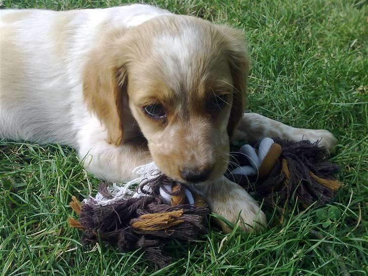 Breton Hutu izzy billede 1