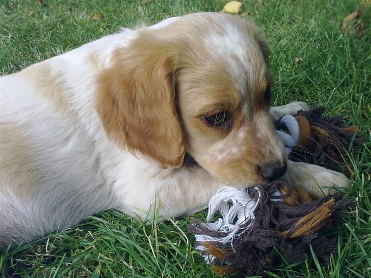 Breton Hutu izzy billede 2