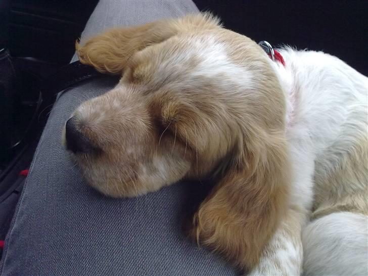 Breton Hutu izzy billede 3