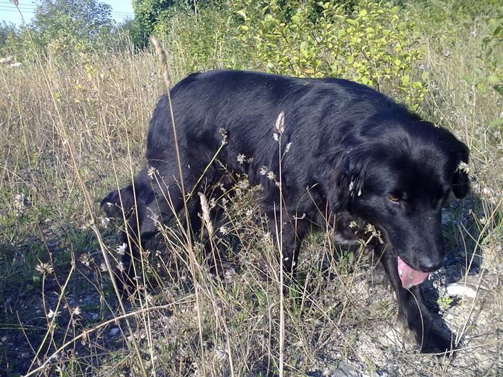 Border collie Pippi billede 1