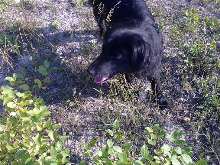 Border collie Pippi billede 2