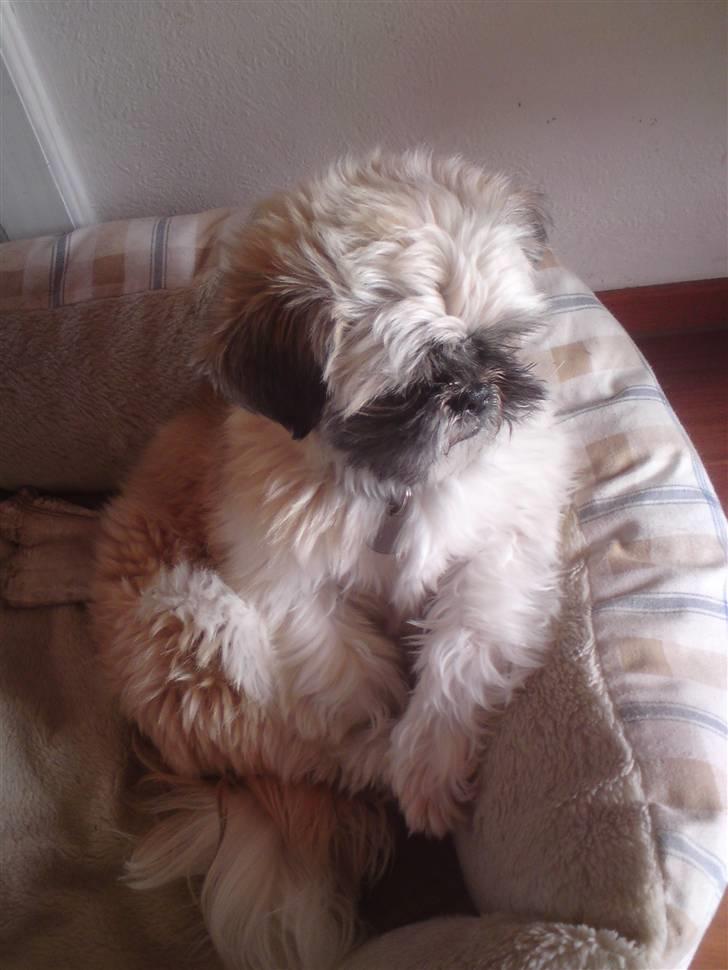 Shih tzu Futte billede 6
