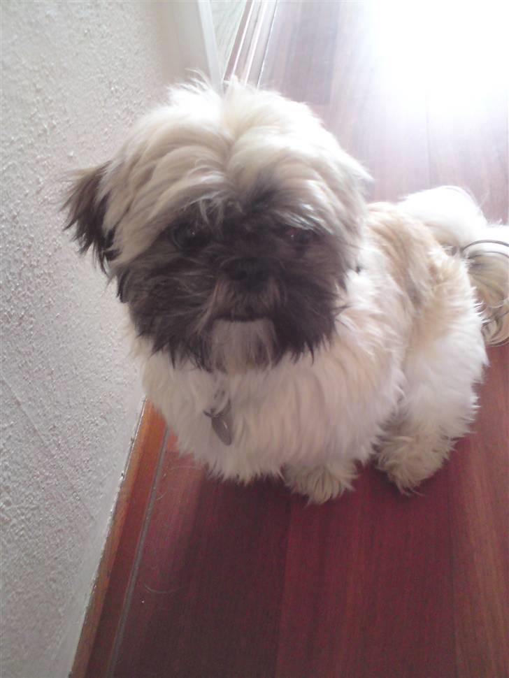 Shih tzu Futte billede 7