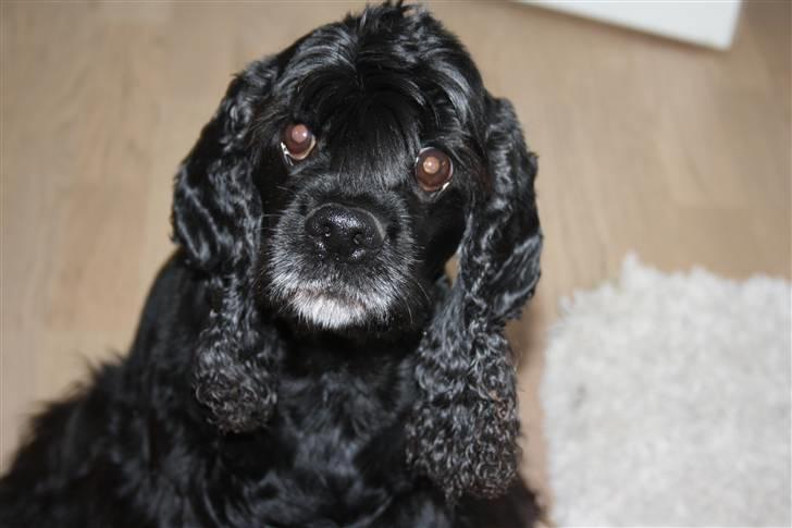 Amerikansk cocker spaniel Truly Yours Barbie - Velkommen  billede 1