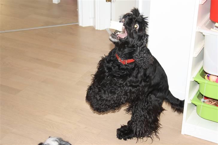 Amerikansk cocker spaniel Truly Yours Barbie billede 2