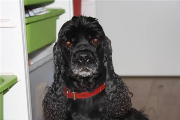 Amerikansk cocker spaniel Truly Yours Barbie billede 4