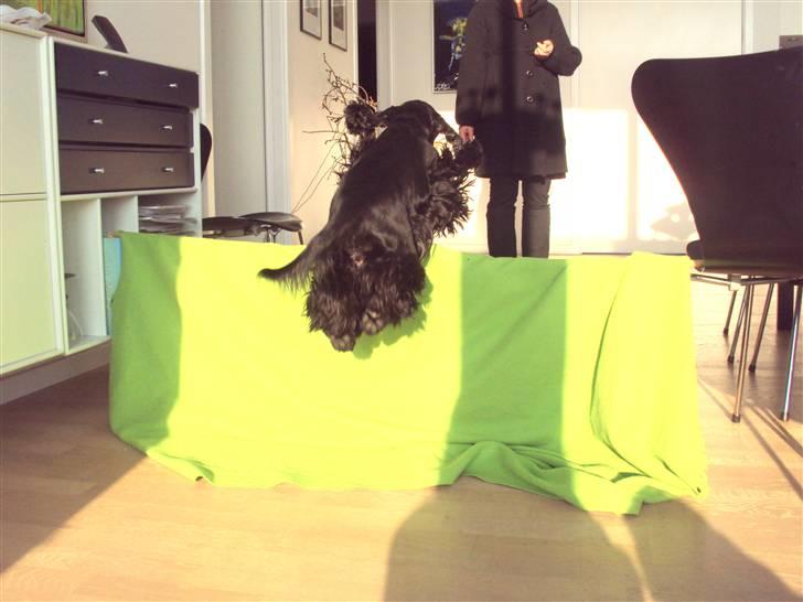 Amerikansk cocker spaniel Truly Yours Barbie billede 6