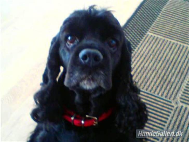 Amerikansk cocker spaniel Truly Yours Barbie billede 7