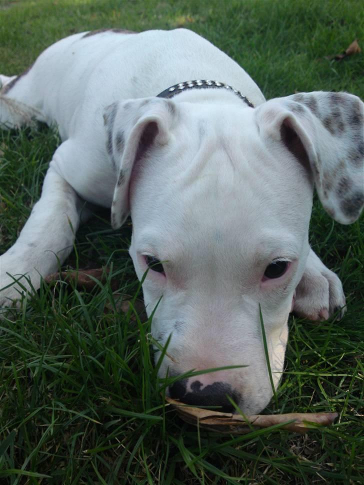 Amerikansk staffordshire terrier Cody billede 1