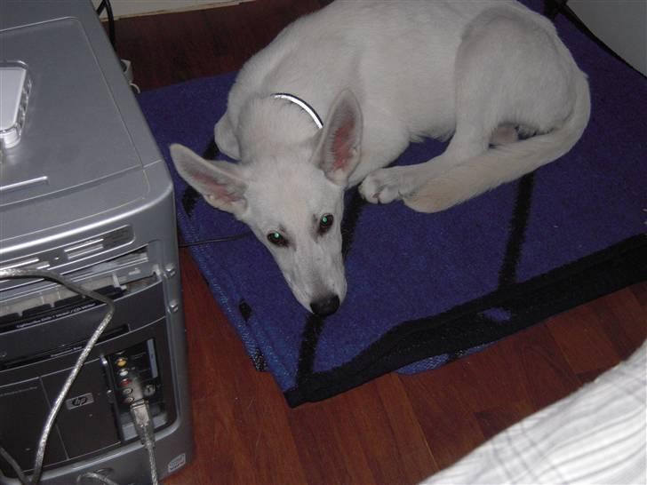 Hvid schæfer Nala - træt billede 10