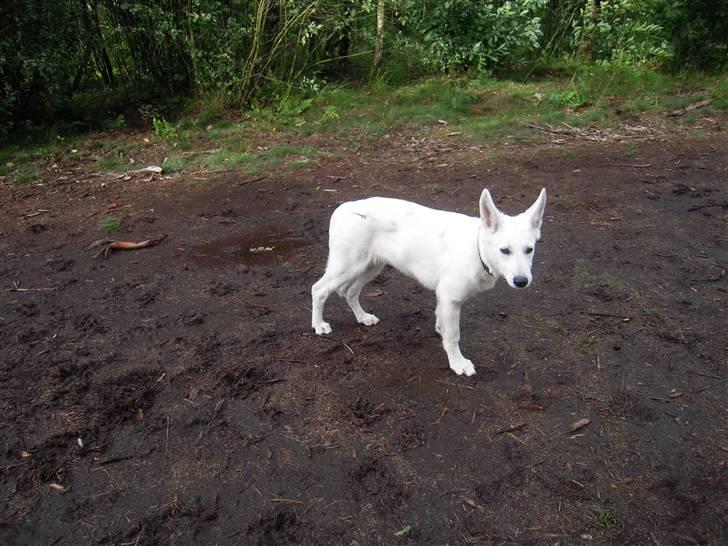 Hvid schæfer Nala - her er godt nok mudret billede 11