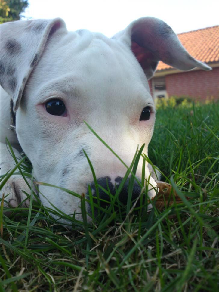 Amerikansk staffordshire terrier Cody - Det dufter godt? billede 2