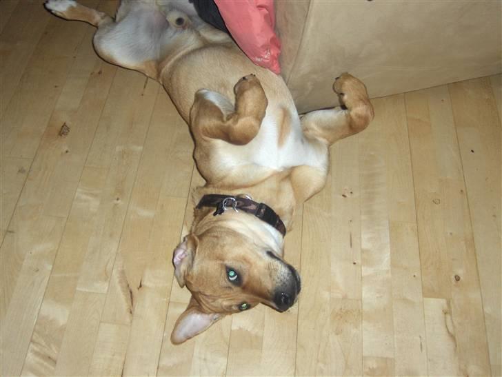 Blanding af racer aslan - nej vor jeg elsker det her det er det jeg kalder et liv på 1 klasse billede 6