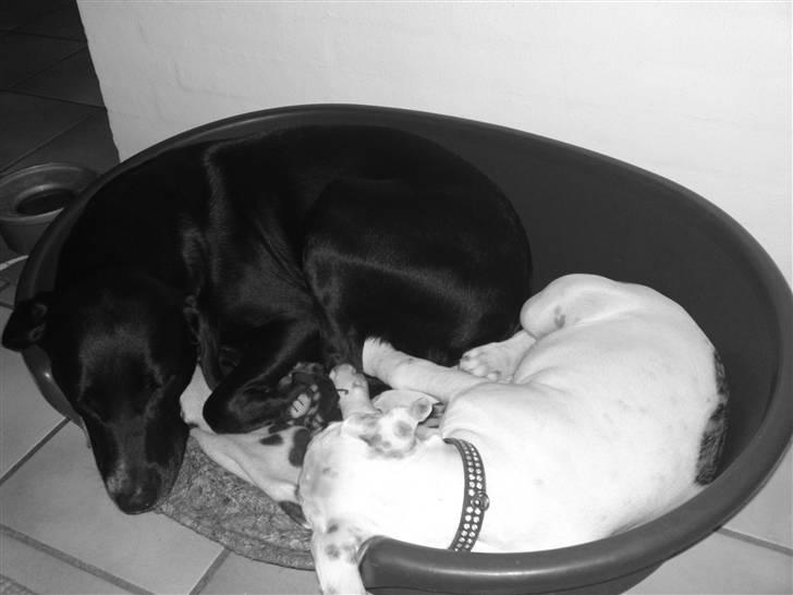 Amerikansk staffordshire terrier Cody - Hygge med ´tante´ Maggie (: billede 3