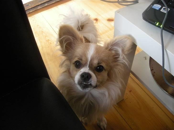 Papillon simba billede 20