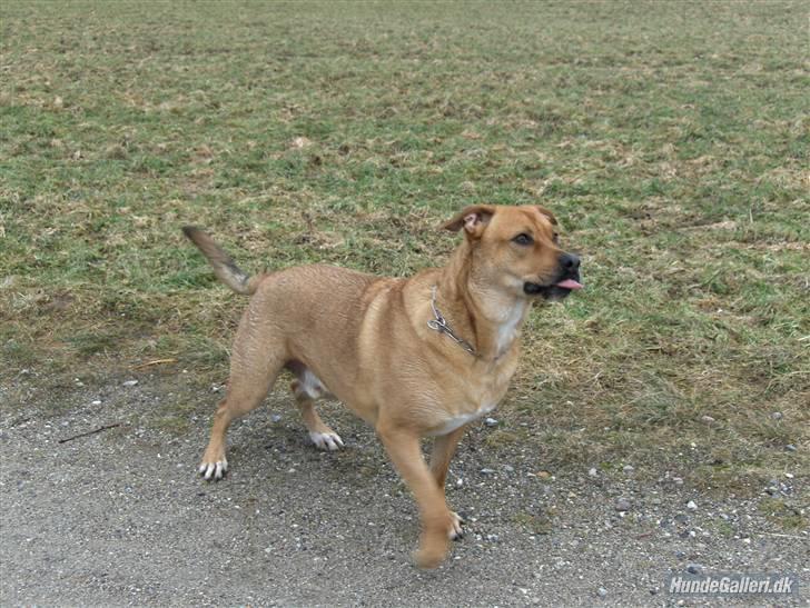 Blanding af racer aslan - er det nu jeg skal stå model billede 7