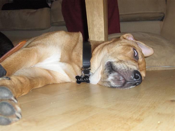 Blanding af racer aslan - zzzzzzz drømmer stort kødben mmmmm billede 8