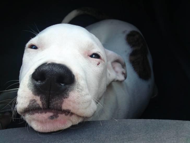 Amerikansk staffordshire terrier Cody - Godmorgen ! billede 4