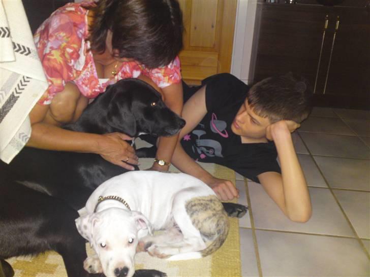 Amerikansk staffordshire terrier Cody - Råhygge med "tante Maggie, mormor & onkel Mads" billede 5