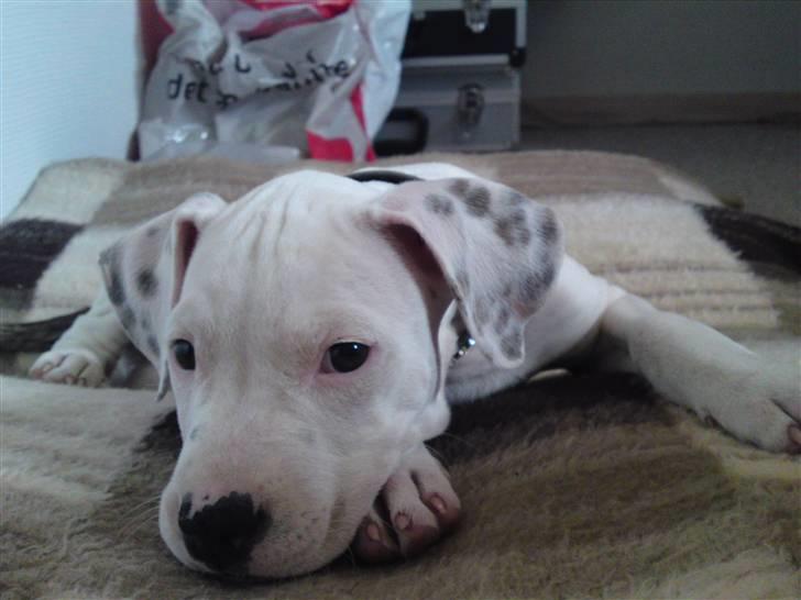 Amerikansk staffordshire terrier Cody - Cody 10 uger <3 billede 6